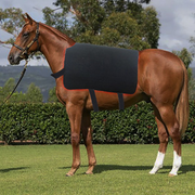 Red Light Therapy for Horses: Benefits, Applications & Limitations